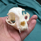 1 pcs real animal skull,specimen, collectible