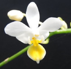 Novelty Phal Phalaenopsis species equestris var aurea-BIG PLANT-FRAGRANT