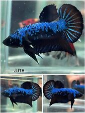 New ListingMale Betta Live Fish Blue Samurai HMPK - JJ18 - High Quality