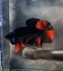 Unique Betta Fish Black Series Vampire - Rare Betta  Exptd From Indo - 📍🇺🇸