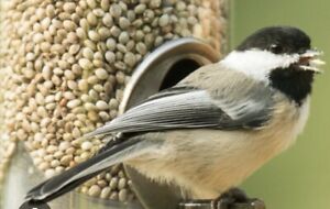 Bird Seed Feed