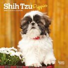Browntrout,  Shih Tzu Puppies 2024 Mini Wall Calendar