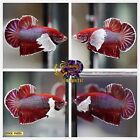 Live Betta Fish High Quality - Good Form - MALE HMPK Dumbo Lavender - USA Seller