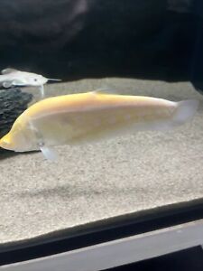Albino Clown Knifefish/ Chitala ornata sp. albino - Live Freshwater Fish 8-9”