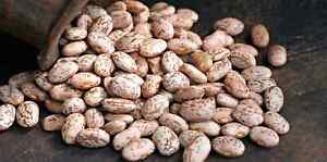 Bean Seeds - Bush, Pinto, Dragons Tongue - Vegetable seeds - USA Grown -Non GMO