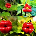 20 Red Lips Seeds Very Rare Exotic Flower Plant
