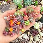 200pcs Rare Mixed Succulent Seeds - Beautiful and Colorful Collection for Garden