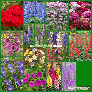 Wildflower Mix HUMMINGBIRD BLEND Perennials Annuals Heirloom Non-GMO 1500 Seeds