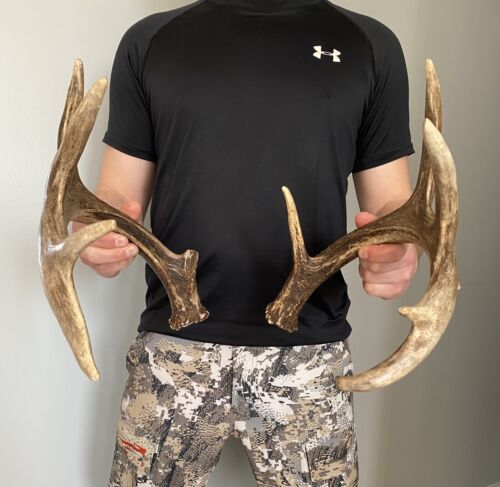 5x5 117” Matching Set of Whitetail Deer Shed Antlers, Dark Brown Canadian 10 Pt