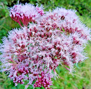 100 HOLY ROPE Seeds (Eupatorium cannabinum) Hemp Agrimony Perennial Flower Plant