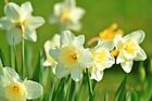 White Daffodil Bulb, Garden Flower