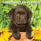 Just Chocolate Lab Puppies 2024 12