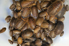 Live Feeder Food Dubia Roaches 4 Sizes - Priority Mail