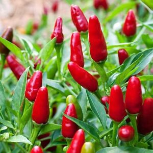 Pequin Chili Pepper Seeds, Piquin, Bird Pepper, Compact Spicy Chili, FREE SHIP