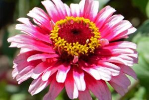 zinnia, ICE QUEEN red white large annual 51 Seeds! GroCo USA - BUY 10-SHIPS FREE
