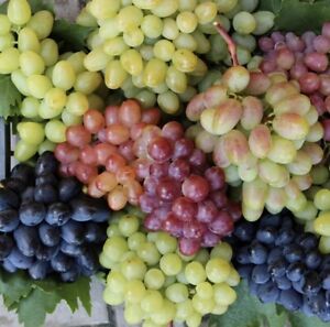 25 Mixed Grape Seeds Multicolor Wine Dessert Fruit Easy Grow USA Garden Organic