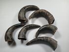 6 Authentic Bison/Buffalo Horn Caps (great for projects, decor, etc.)