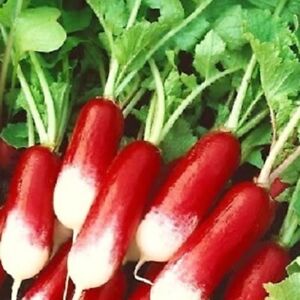 French Breakfast Radish Seeds | NON-GMO | Heirloom | Fresh Garden Seeds