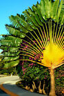 TRAVELERS PALM TREE SEEDS (Ravenala madagascariensis) Bird of Paradise Plant