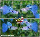 1 PAIR  - Live Aquarium Guppy Fish High Quality -  Blue Grass