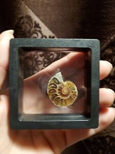 99c Auction!BEAUTIFUL!Ammonite Fossil Display
