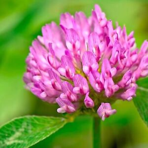 Medium Red Clover Cover Crop Seeds For Planting - NON-GMO - Heirloom- Inoculated
