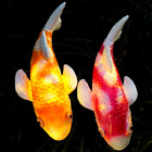 New ListingSet of 2 Solar Garden Outdoor Statues Fish Sculpture Koi Fish Decor Ceramic New