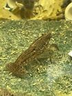 1, ONE, Live Marbled,Crayfish Self Cloning young, 1-2 months of age