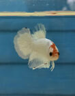 Live Betta Fish Male Multicolor fancy  hellboy  White HMPK 0588