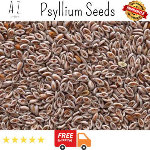 Organic Dried Whole Psyllium Seeds Plantago Indica بذور القاطونة