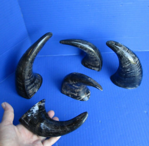 5 Piece lot of  Semi-Polished Water Buffalo horns 6 to 8 inches # 47874