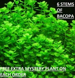 Bacopa Monnieri Moneywort Freshwater Live Aquarium Plants Bunch BUY2GET1FREE*