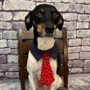 Dog Ties For Sale!