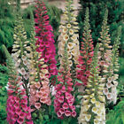 Foxy Mix Foxglove Seeds | Non-GMO | Free Shipping | Seed Store | 1245