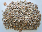 Sea Shells Tiny Conch Seashells (Approx 2500 pc) Beach Art Bead Decor Craft BULK