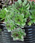 3 LIVE cold HARDY EVERGREEN plants groundcover PERENNIAL hen 's chicks BAREROOT