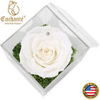 Real Preserved Forever Rose in Acrylic Box Décor Flower Valentine's Day Gift