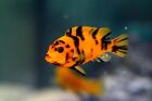 COLORFUL RED BLOTCH AFRICAN CICHLID 1.5 TO 2.0