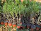 3 Live Japanese Black Pine Seedlings (3 years+); with nutrition soil