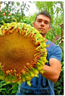 15 Mongolian Gigantic Sunflower Seeds Genetically Grown Heirloom Variety Non-GMO
