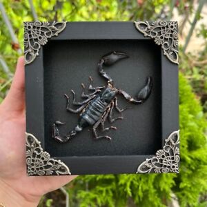Scorpion Framed Gothic Decor Real Taxidermy Insect Bugs Colletion Display
