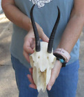 New ListingSouth African Female Springbok Skull with 6-7 inch horns, taxidermy # 49007