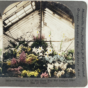 Greenhouse Conservatory Flowers Tinted Stereoview c1910 Floral Garden Photo F538