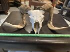 Weathered Ram Head Sheep Skull Horns Display Full Big Taxidermy Rustic Decor