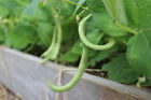 Contender Bush Green Bean Seeds, NON-GMO, Early Harvest, Stringless, FREE SHIP