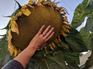 10+ Mammoth Grey Stripe Sunflower Seeds - Huge - Giant - Large Sunflowers -FRESH