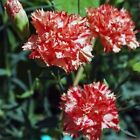 Carnation- Chabaud Avranchin- 50 Seeds- BOGO 50% off SALE