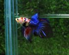 White Galaxy Veil Tail Male Live Betta Fish #256- REAL PICTURE- USA SELLER