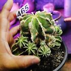 0510-Aztekium ritteri  /cactus plant