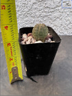 EUPHORBIA OBESA - Seed Grown Baseball plant Succulent (49 pieces LOT)